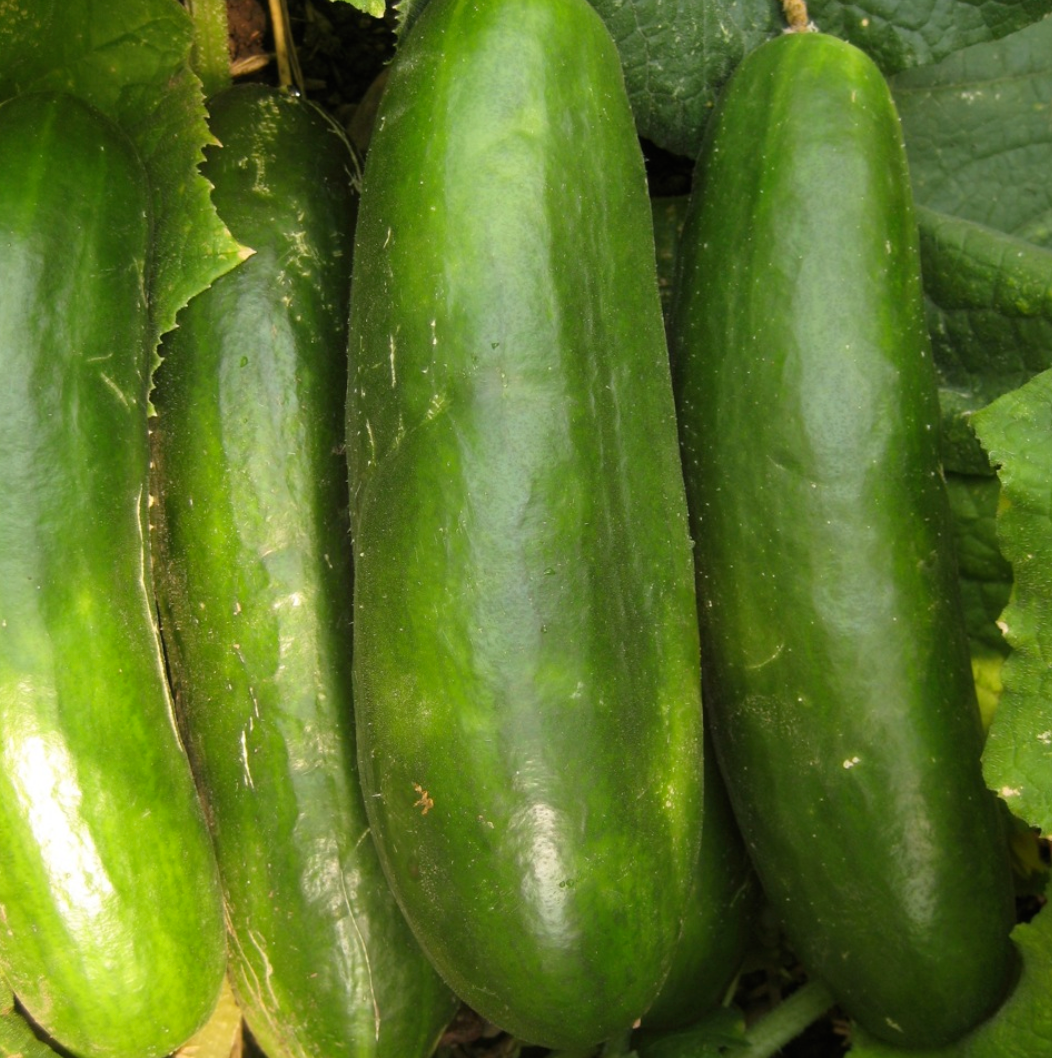 Cucumber Varieties and How to Use Them