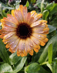 Calendula Organic Seed / Flashback