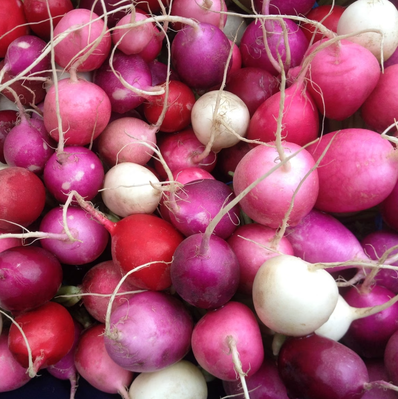 Radish Organic Seed / Pastel Mix